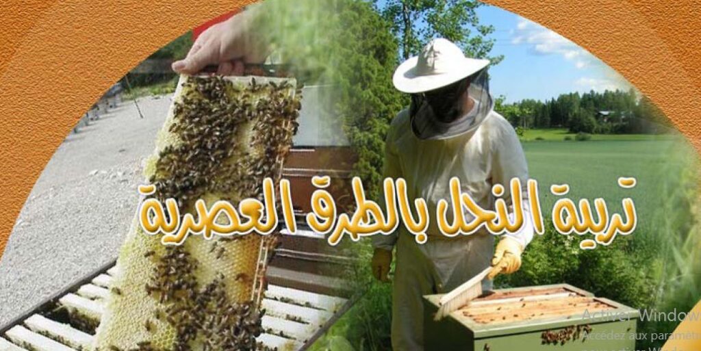 l'apiculture moderne - image