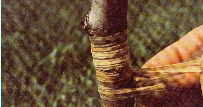 Greffer tous les arbres - image
