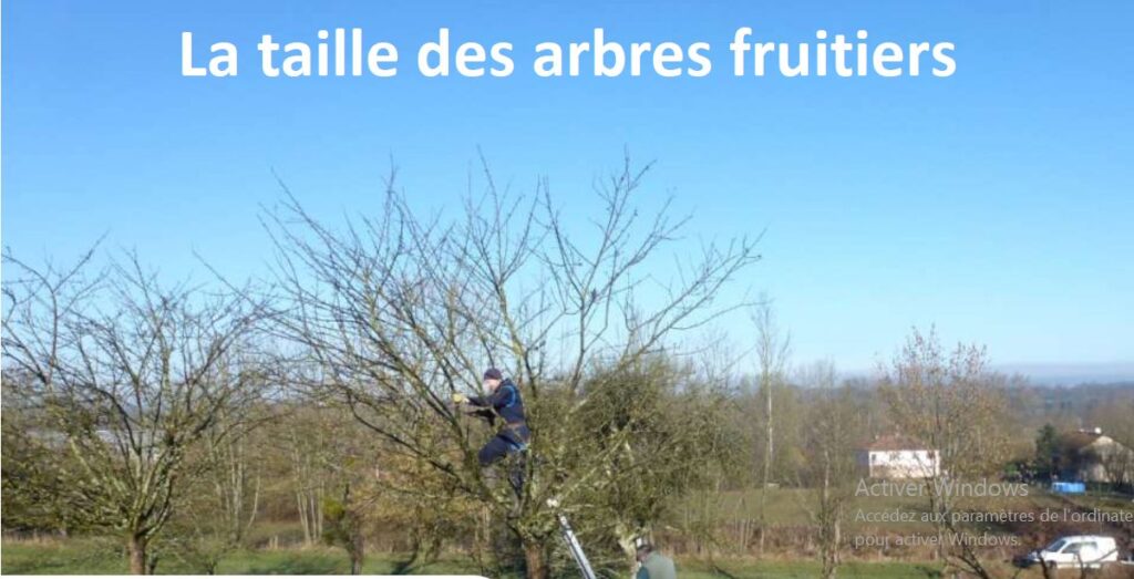 la taille des arbres fruitiers - image