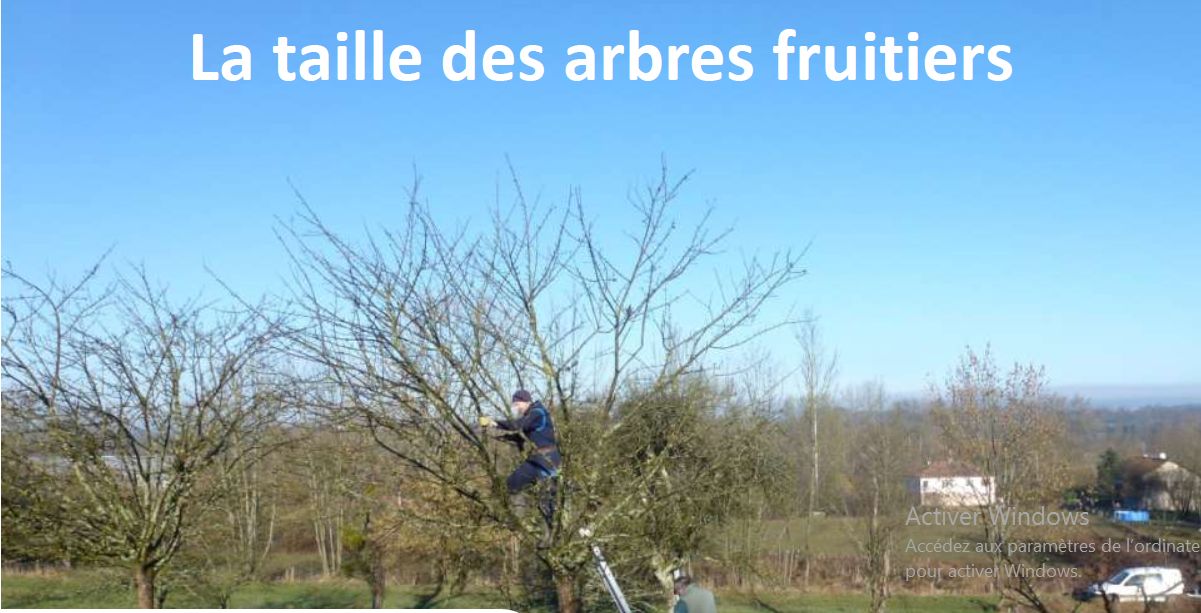 La Taille Des Arbres Fruitiers – Santé Tube