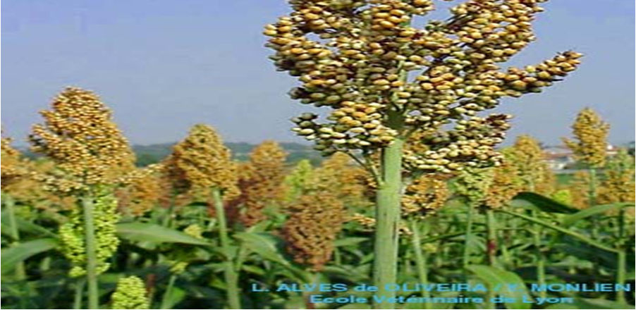 sorgo - 01 - image