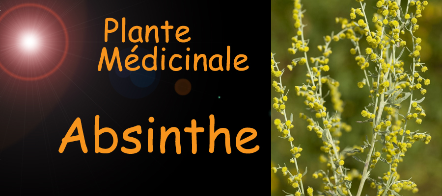 absinthe plante médicinale - image