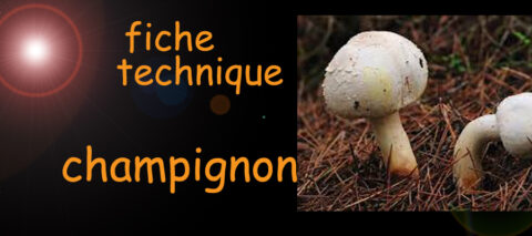 champignon fiche technique , image