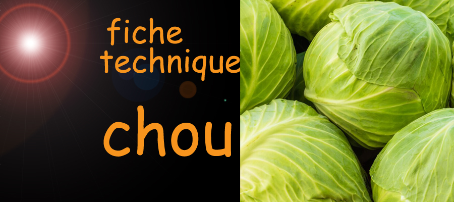 chou fiche technique , image