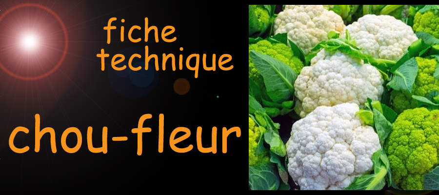 chou-fleur fiche technique , image