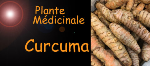 curcuma plante médicinale - image