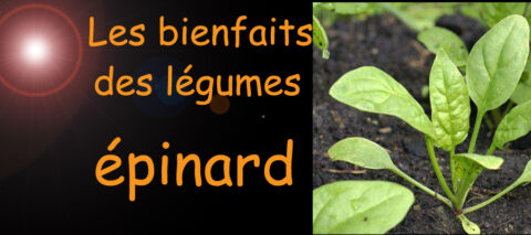 épinard , les bienfaits des légumes sur la santé , sante-tube.com , image