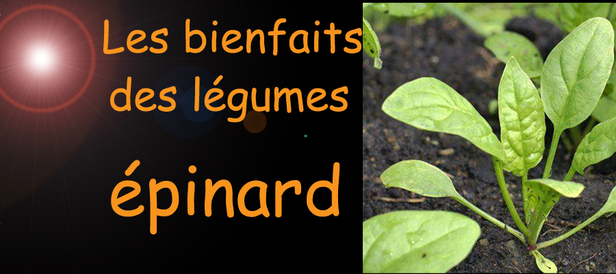 épinard , les bienfaits des légumes sur la santé , sante-tube.com , image