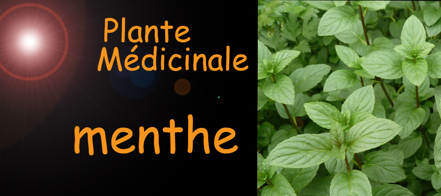 menthe plante médicinale - image