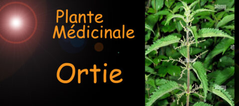 ortie plante médicinale - image