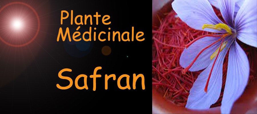 safran plante médicinale - image