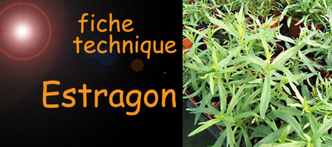 Estragon , fiche technique , sante-tube.com , image