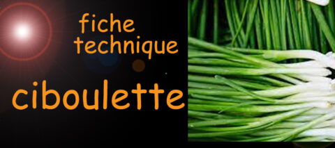 ciboulette , fiche technique , sante-tube.com , image