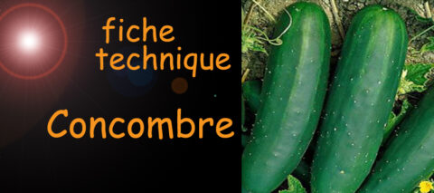 concombre , fiche technique , sante-tube.com , image