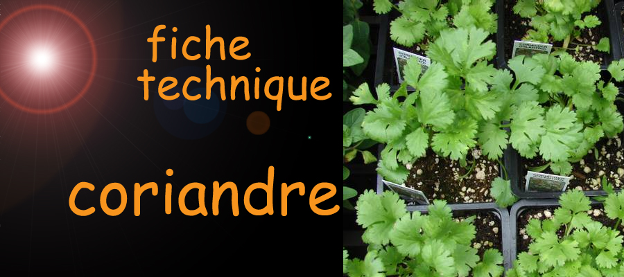 coriandre , fiche technique , sante-tube.com , image