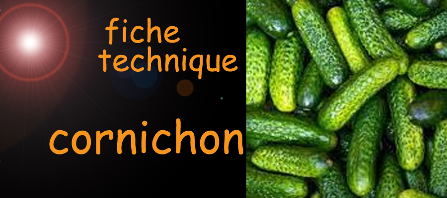 cornichon , fiche technique , sante-tube.com , image