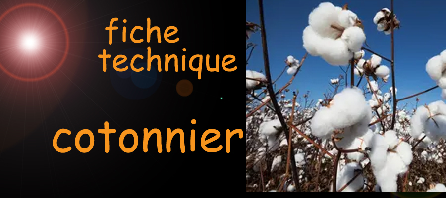 cotonnier , fiche technique , sante-tube.com , image