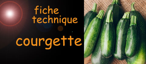 courgette , fiche technique , sante-tube.com , image