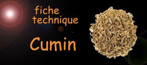 cumin , fiche technique , sante-tube.com , image