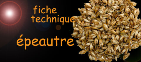 épeautre , fiche technique , sante-tube.com , image