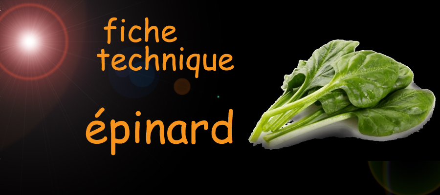 épinard , fiche technique , sante-tube.com , image