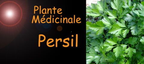 Persil , Plantes médicinales