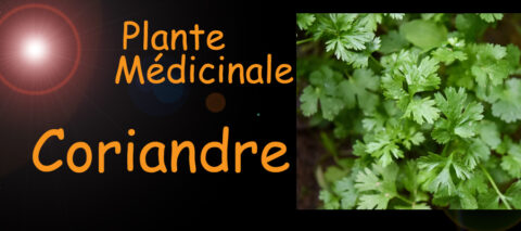 coriandre , plante médicinale