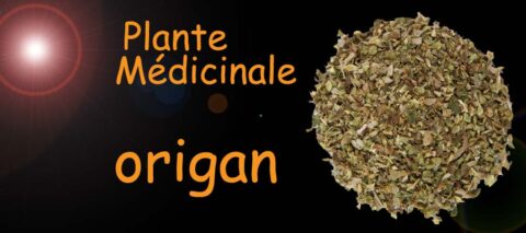 origan , plante médicinale