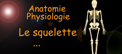 Le squelette , anatomie et physiologie